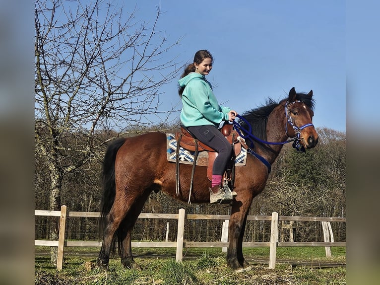 Quarter pony Hongre 4 Ans 146 cm Bai in Linkenbach