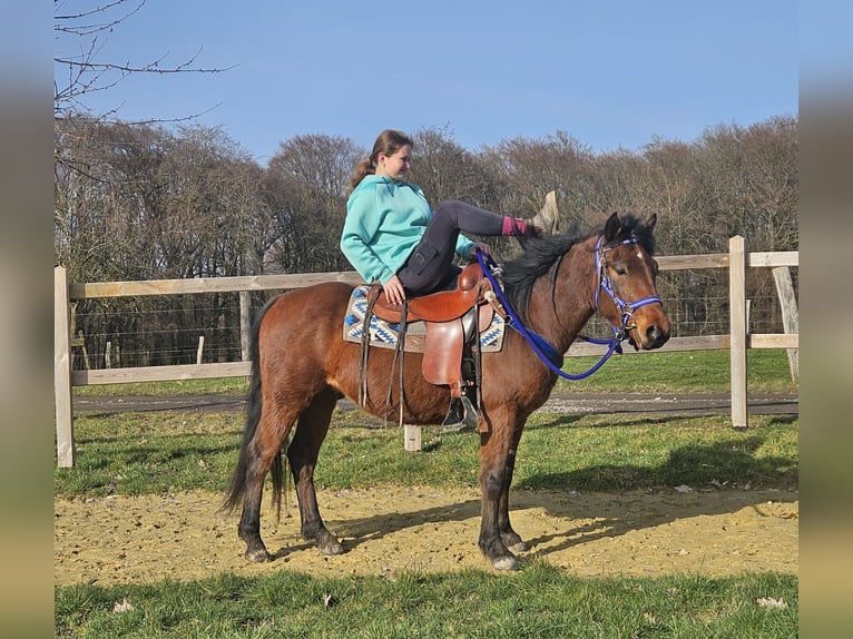 Quarter pony Hongre 4 Ans 146 cm Bai in Linkenbach