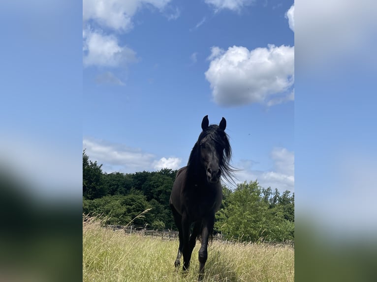 Quarter pony Croisé Hongre 4 Ans 155 cm Noir in Essen