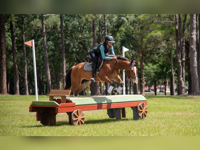 Quarter pony Hongre 4 Ans Bai cerise in Ocala
