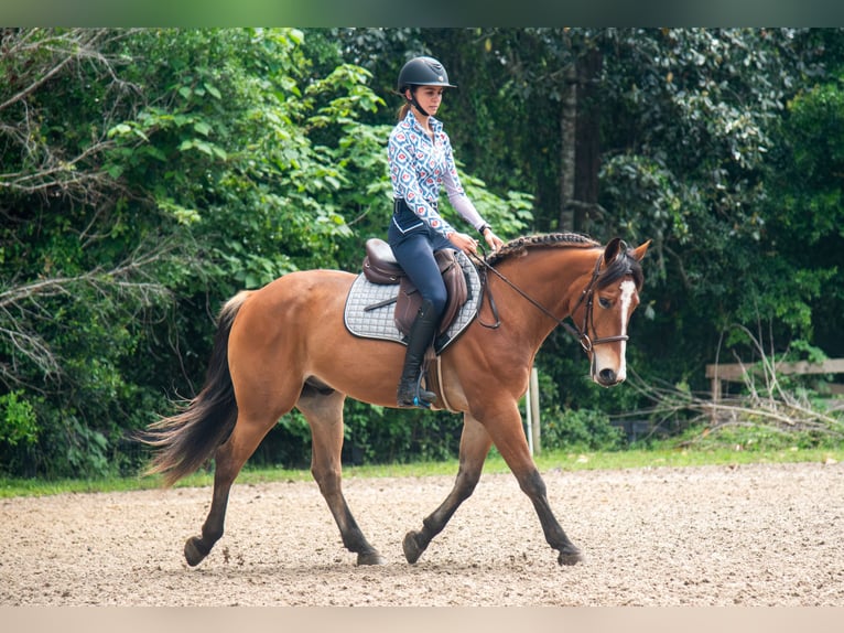 Quarter pony Hongre 4 Ans Bai cerise in Ocala