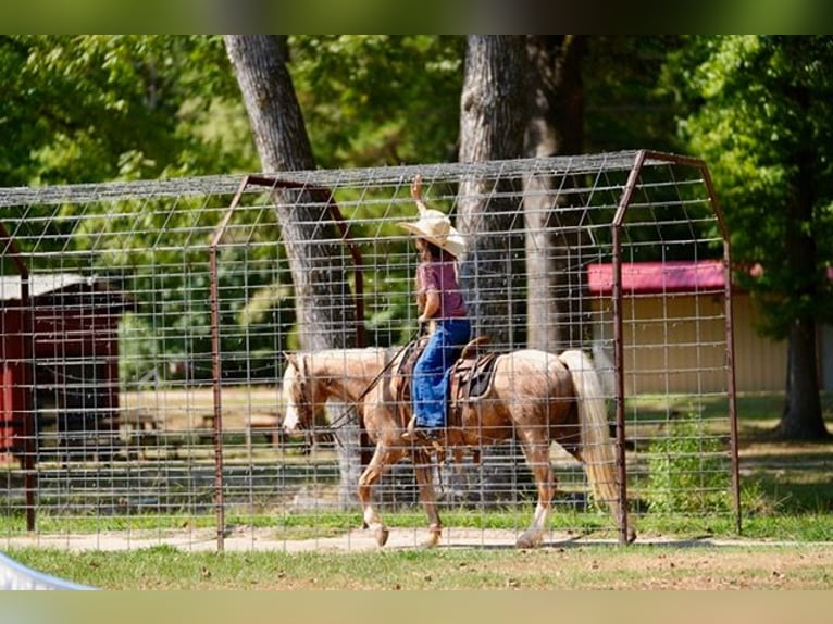 Quarter pony Hongre 4 Ans Palomino in Bloomburg