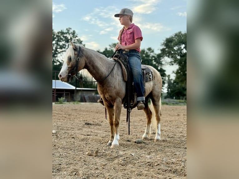 Quarter pony Hongre 4 Ans Palomino in Bloomburg