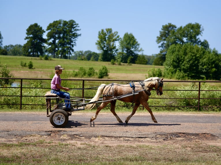 Quarter pony Hongre 4 Ans Palomino in Bloomburg
