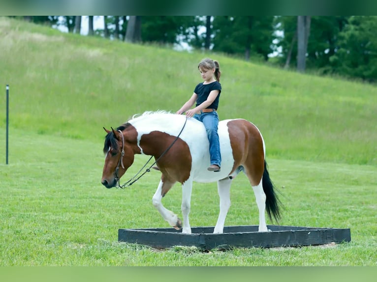 Quarter pony Hongre 4 Ans Pinto in Purdy