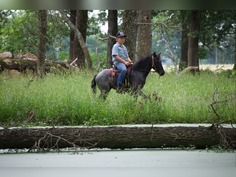 Quarter pony Hongre 4 Ans Rouan Bleu in Sulphur Springs