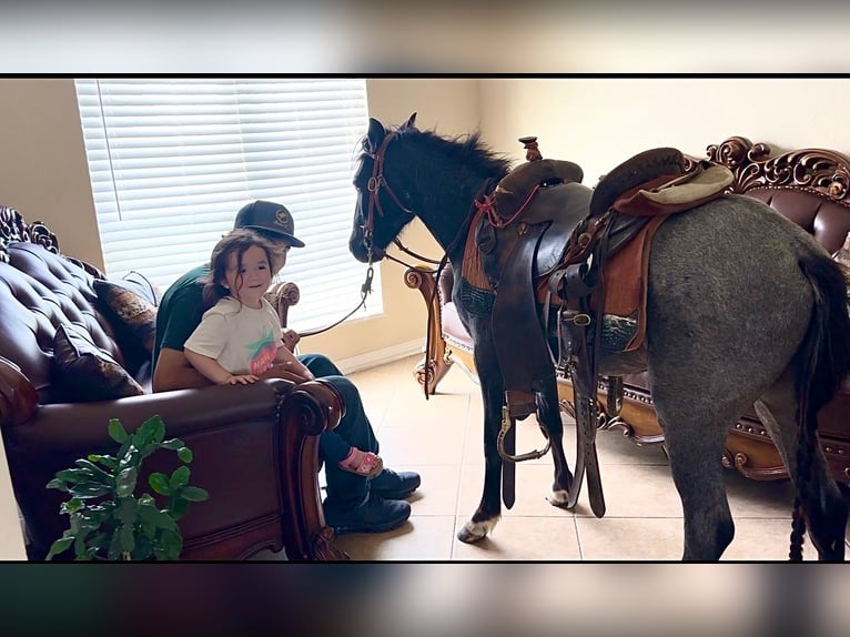 Quarter pony Hongre 4 Ans Rouan Bleu in Sulphur Springs