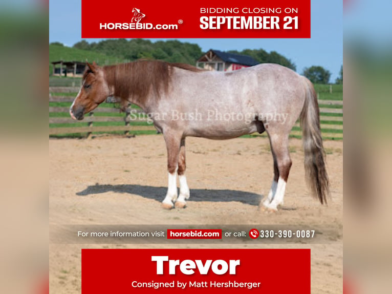 Quarter pony Hongre 4 Ans Rouan Rouge in Baltic