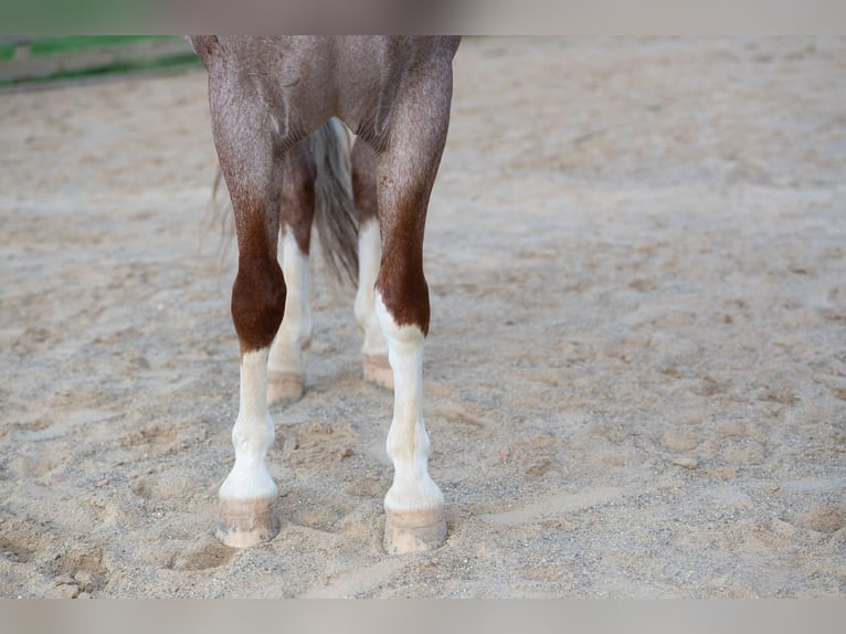 Quarter pony Hongre 4 Ans Rouan Rouge in Baltic