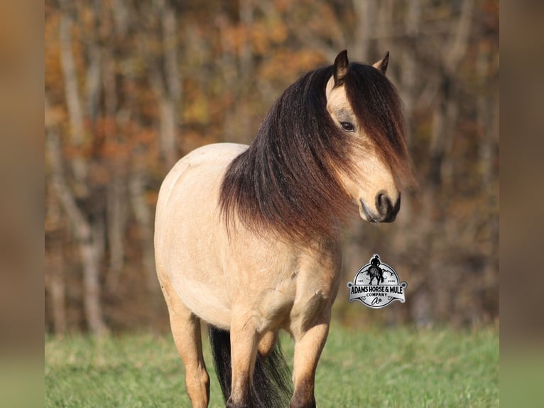 Quarter pony Hongre 5 Ans 117 cm Buckskin in Mount Vernon