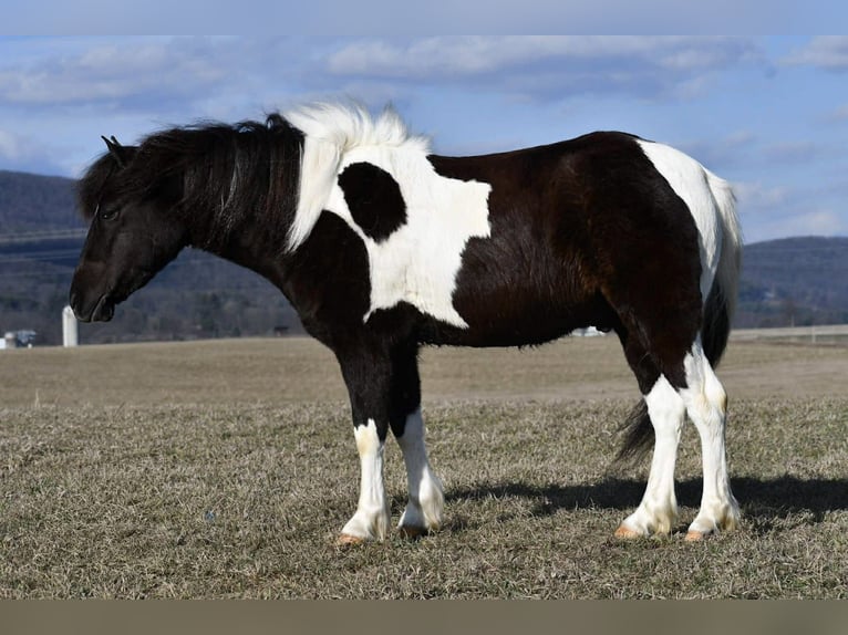 Quarter pony Hongre 5 Ans 132 cm Pinto in Rebersburg