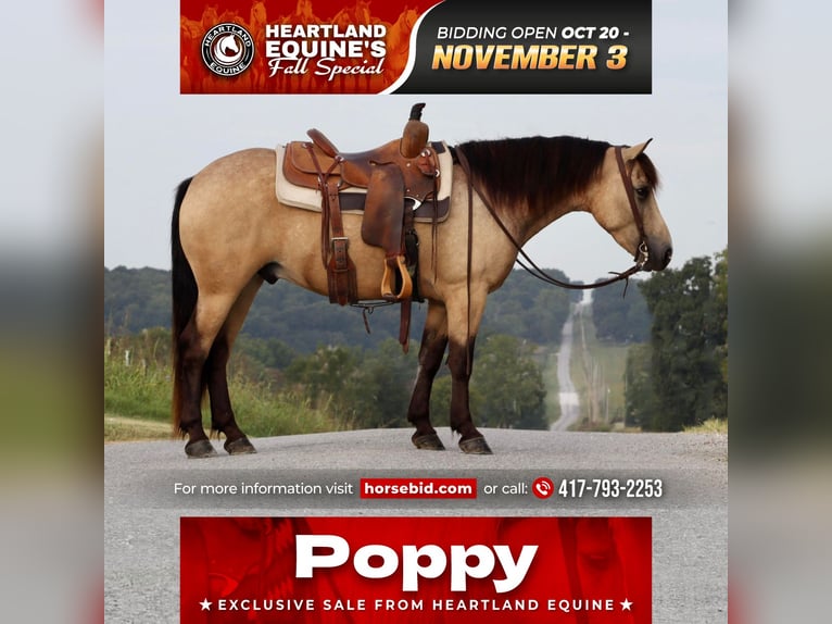 Quarter pony Hongre 5 Ans 137 cm Buckskin in Mount Vernon