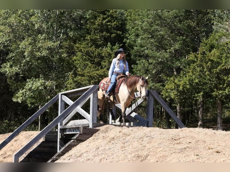 Quarter pony Hongre 5 Ans 137 cm Buckskin in Mount Vernon