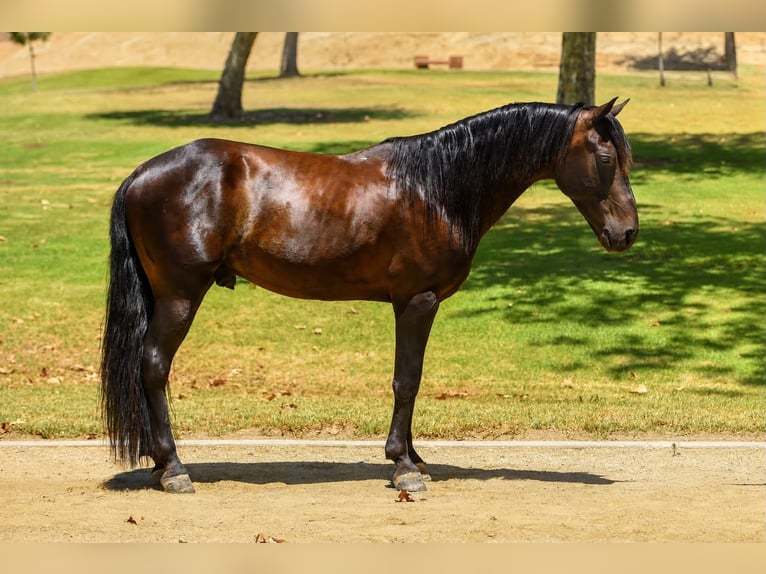 Quarter pony Hongre 5 Ans 142 cm Bai cerise in Norco