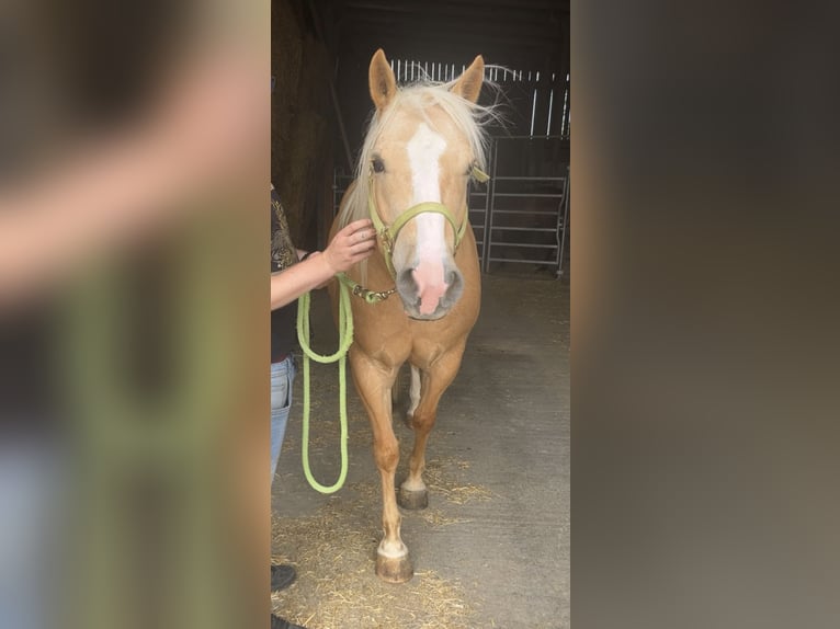 Quarter pony Croisé Hongre 5 Ans 153 cm Palomino in Pyrbaum