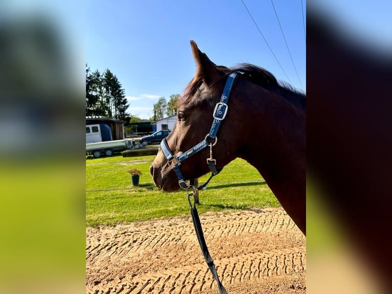 Quarter pony Croisé Hongre 5 Ans 155 cm Buckskin in Reichshof