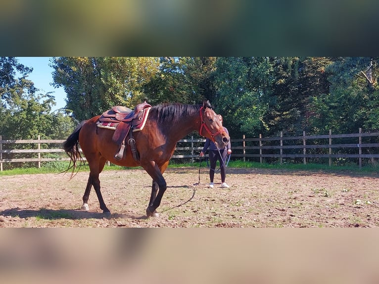 Quarter pony Hongre 5 Ans Bai in Wintelre