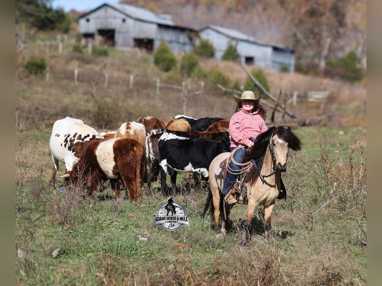 Quarter pony Hongre 5 Ans Buckskin in Mount Vernon