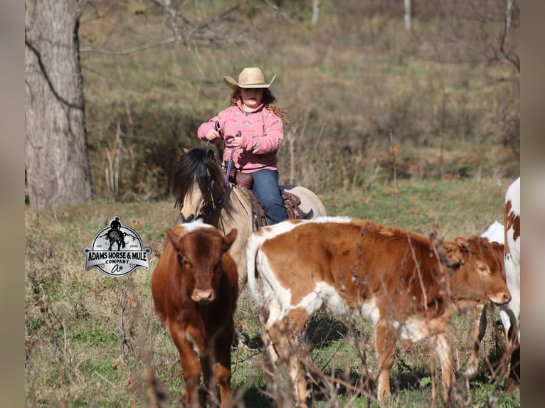 Quarter pony Hongre 5 Ans Buckskin in Mount Vernon