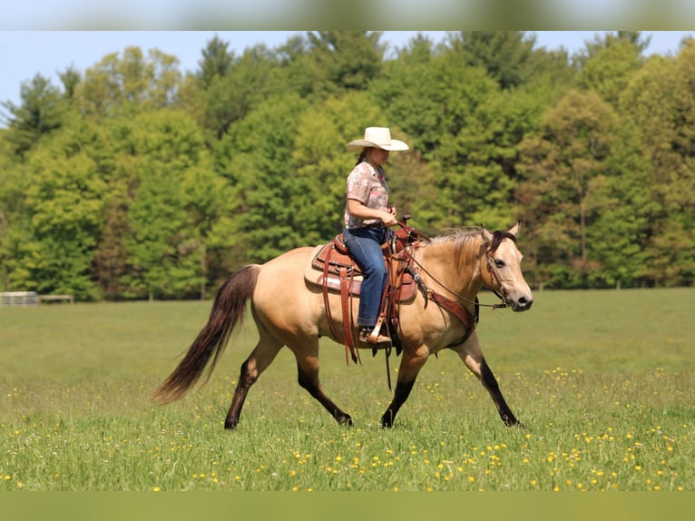 Quarter pony Hongre 5 Ans Buckskin in Clarion