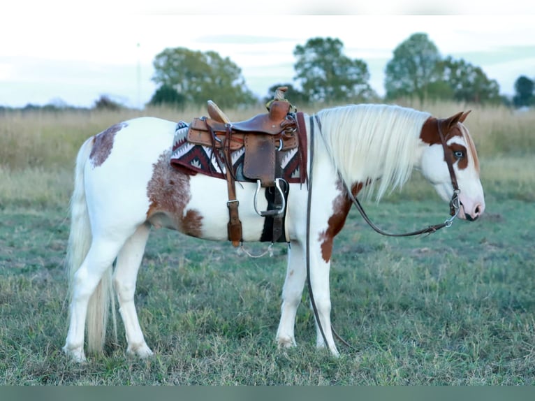 Quarter pony Hongre 5 Ans Pinto in Purdy