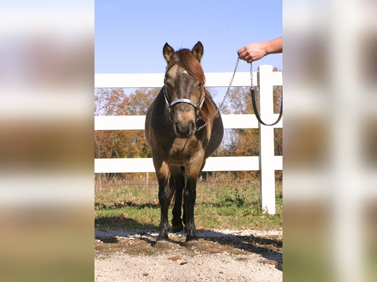 Quarter pony Hongre 6 Ans 119 cm Buckskin in New Haven