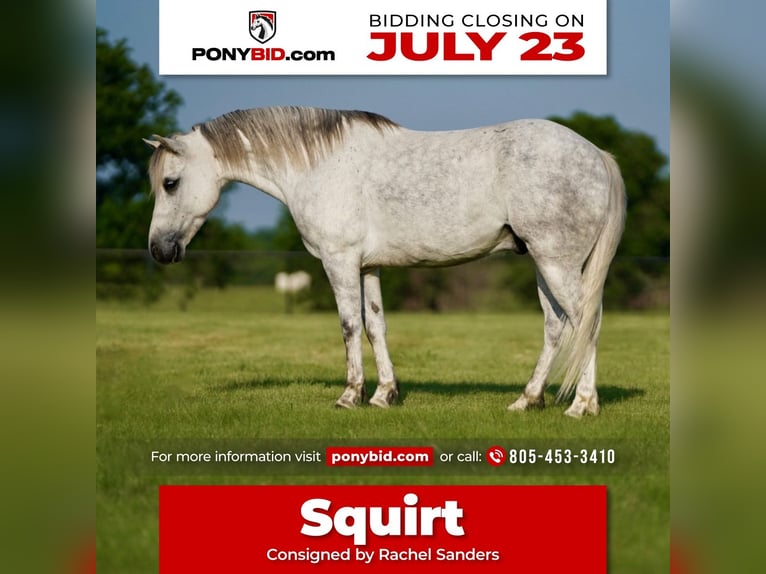 Quarter pony Hongre 6 Ans 122 cm Gris in Pilot Point, TX