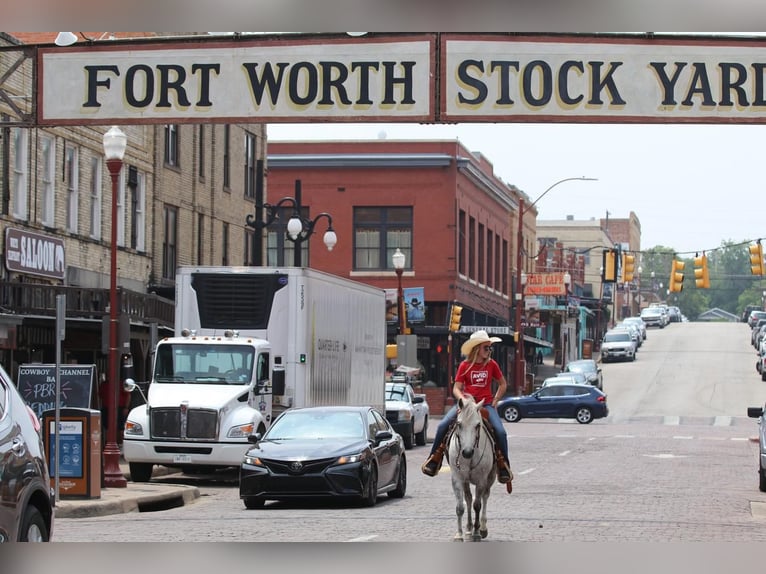 Quarter pony Hongre 6 Ans 122 cm Gris in Pilot Point, TX