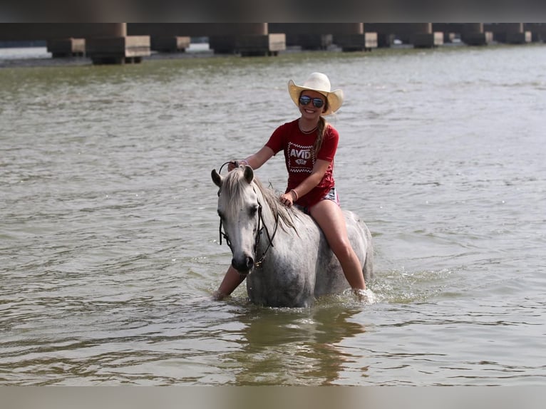 Quarter pony Hongre 6 Ans 122 cm Gris in Pilot Point, TX