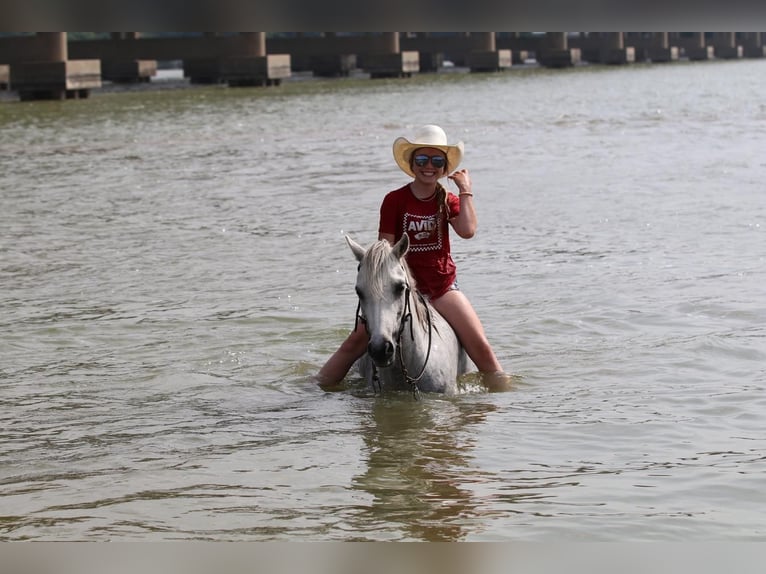 Quarter pony Hongre 6 Ans 122 cm Gris in Pilot Point, TX