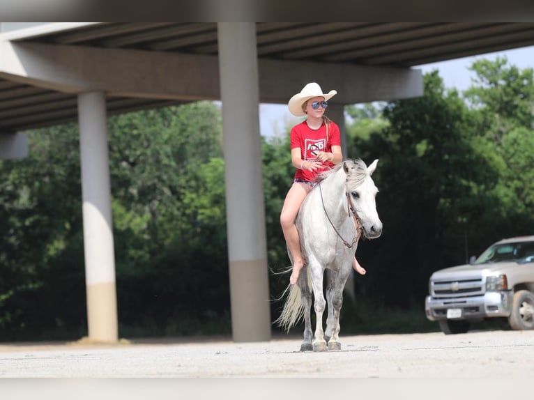 Quarter pony Hongre 6 Ans 122 cm Gris in Pilot Point, TX