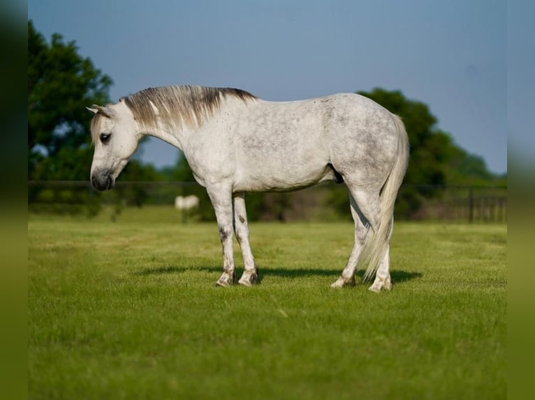 Quarter pony Hongre 6 Ans 122 cm Gris in Pilot Point, TX