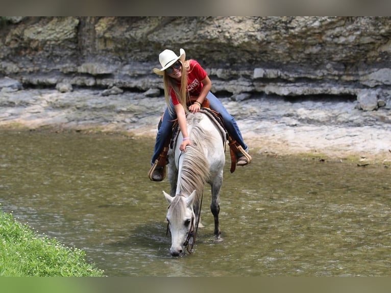 Quarter pony Hongre 6 Ans 122 cm Gris in Pilot Point, TX