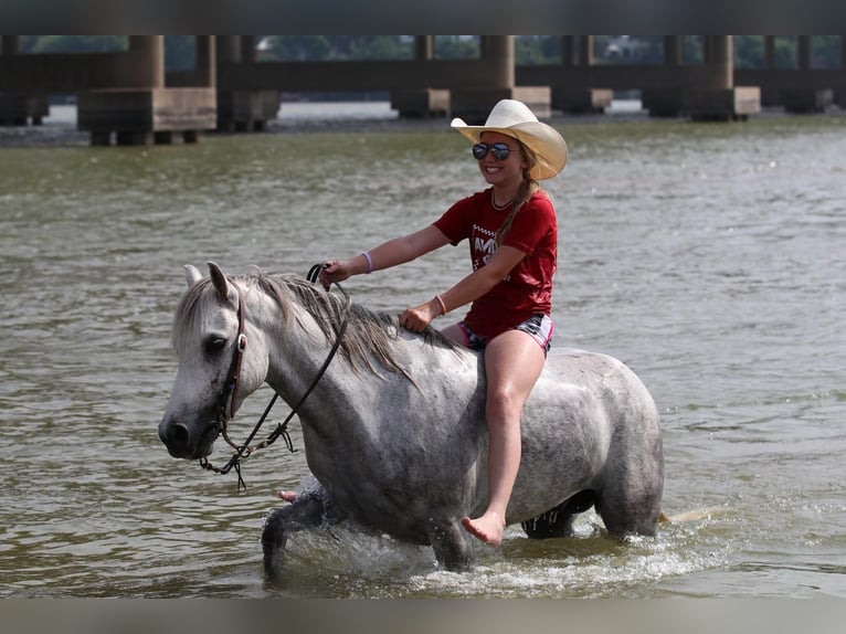 Quarter pony Hongre 6 Ans 122 cm Gris in Pilot Point, TX