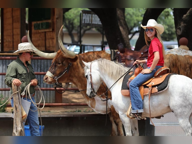 Quarter pony Hongre 6 Ans 122 cm Gris in Pilot Point, TX