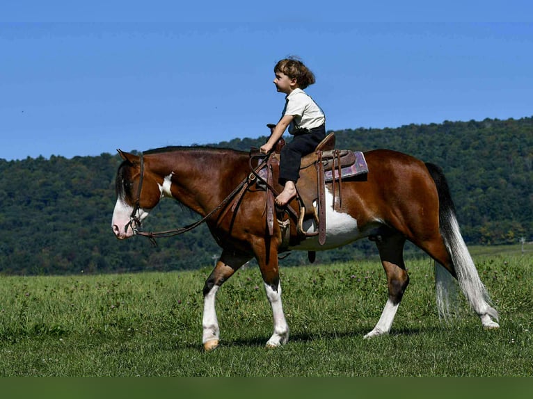 Quarter pony Hongre 6 Ans 130 cm Pinto in Rebersburg
