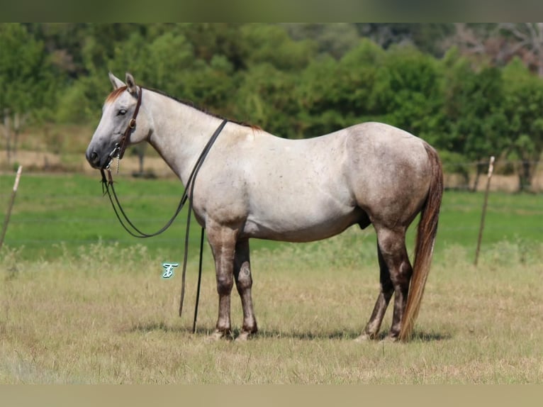 Quarter pony Hongre 6 Ans 135 cm Gris in Carthage, TX