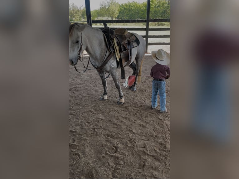 Quarter pony Hongre 6 Ans 137 cm Gris in Checotah