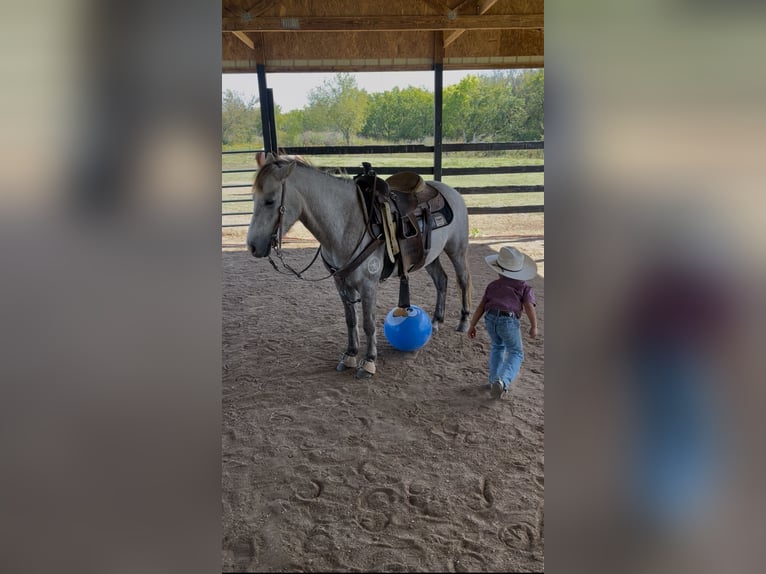 Quarter pony Hongre 6 Ans 137 cm Gris in Checotah