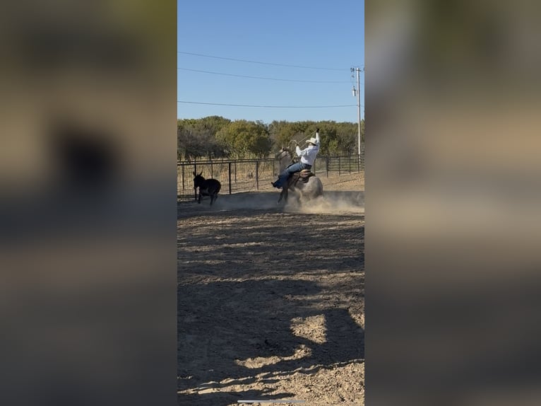 Quarter pony Hongre 6 Ans 137 cm Gris in Checotah