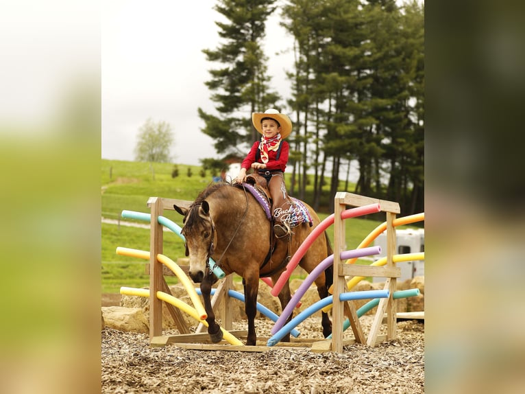 Quarter pony Hongre 6 Ans 140 cm Buckskin in Millersburg