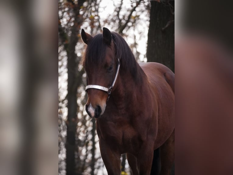 Quarter pony Hongre 6 Ans 142 cm Bai in Nettersheim