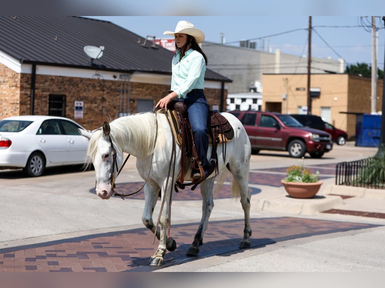 Quarter pony Hongre 6 Ans 145 cm in Joshua