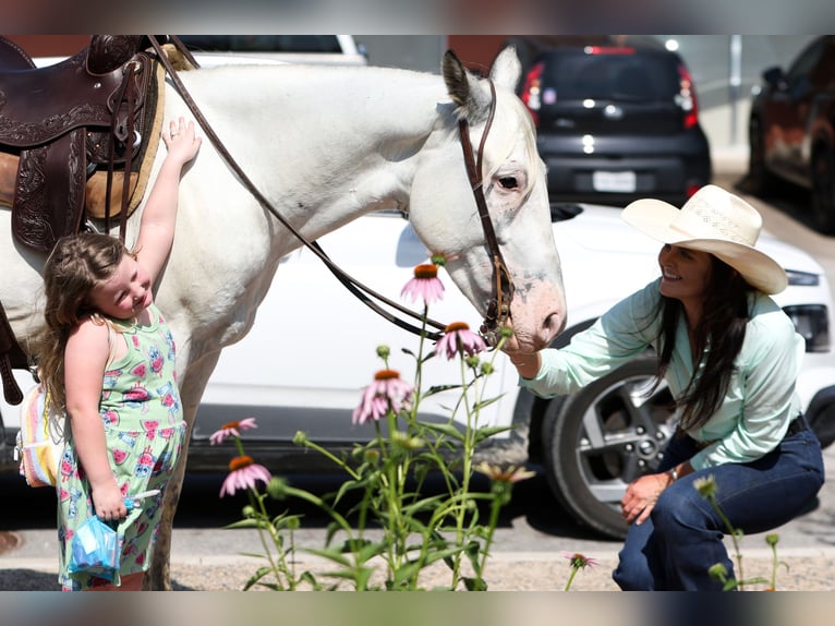 Quarter pony Hongre 6 Ans 145 cm in Joshua