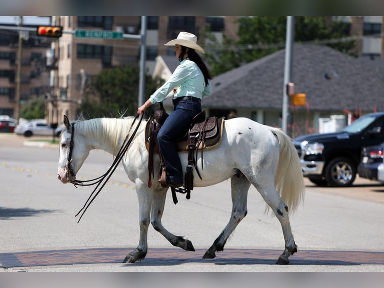 Quarter pony Hongre 6 Ans 145 cm in Joshua