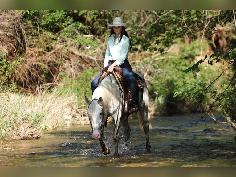 Quarter pony Hongre 6 Ans 145 cm in Joshua