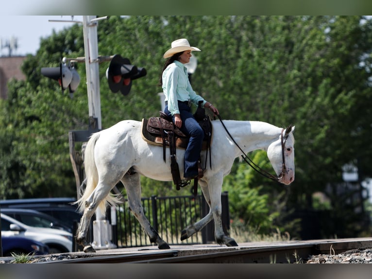 Quarter pony Hongre 6 Ans 145 cm in Joshua