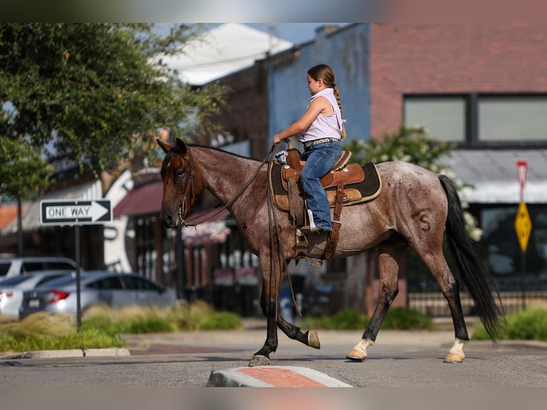 Quarter pony Hongre 6 Ans 145 cm Roan-Bay in Joshua, TX