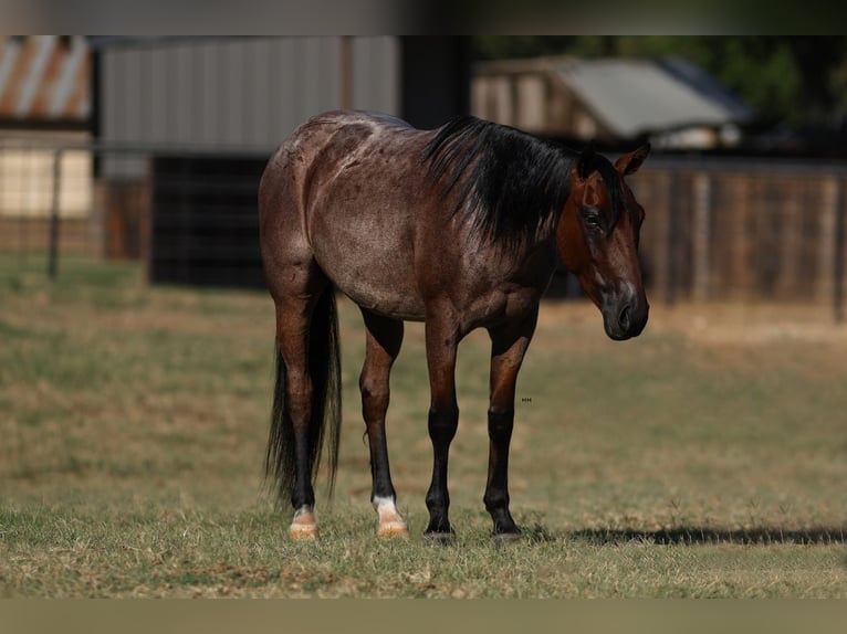 Quarter pony Hongre 6 Ans 145 cm Roan-Bay in Joshua, TX