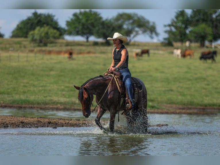 Quarter pony Hongre 6 Ans 145 cm Roan-Bay in Joshua, TX